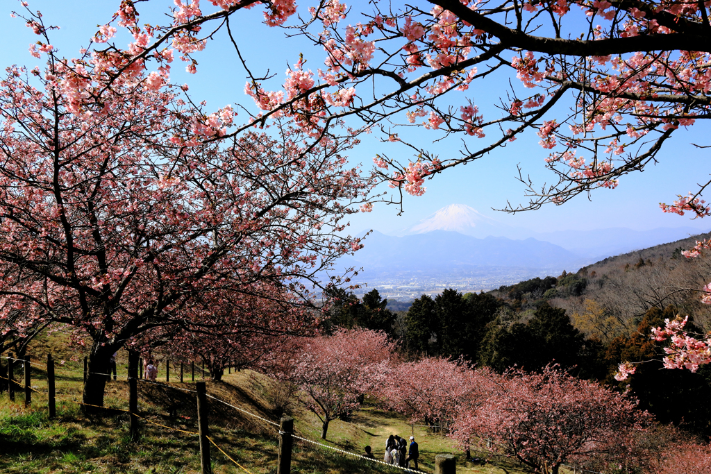 初春の河津桜と富士山