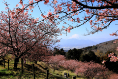 初春の河津桜と富士山
