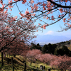 初春の河津桜と富士山