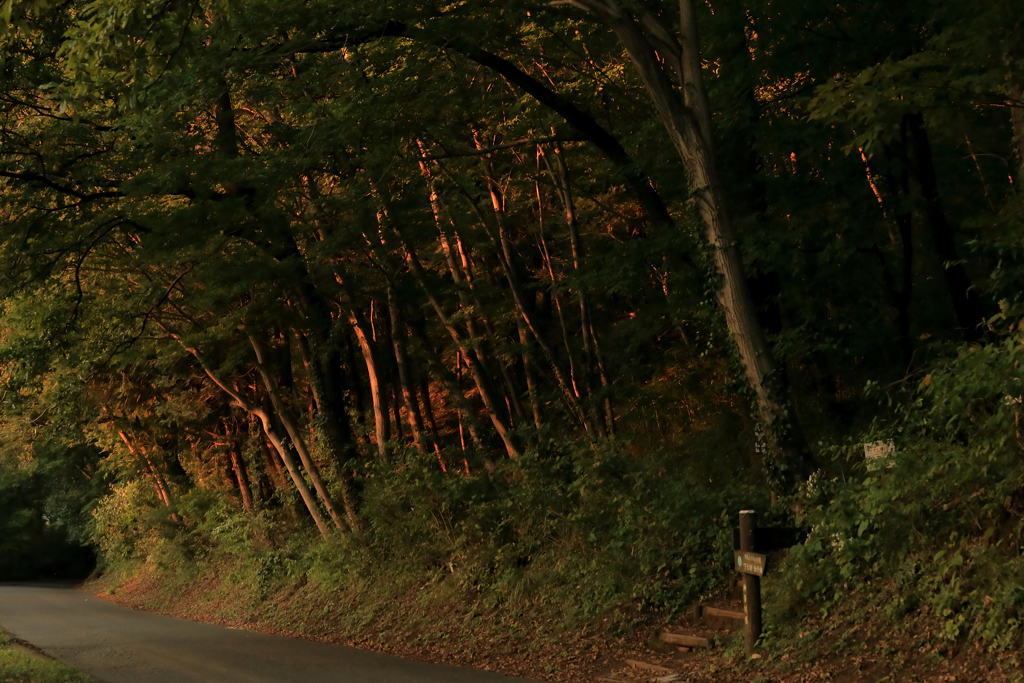 オレンジ色に染まりつつ