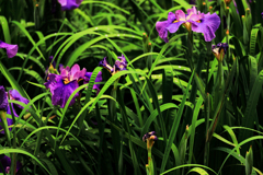 紫の花菖蒲
