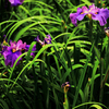 紫の花菖蒲