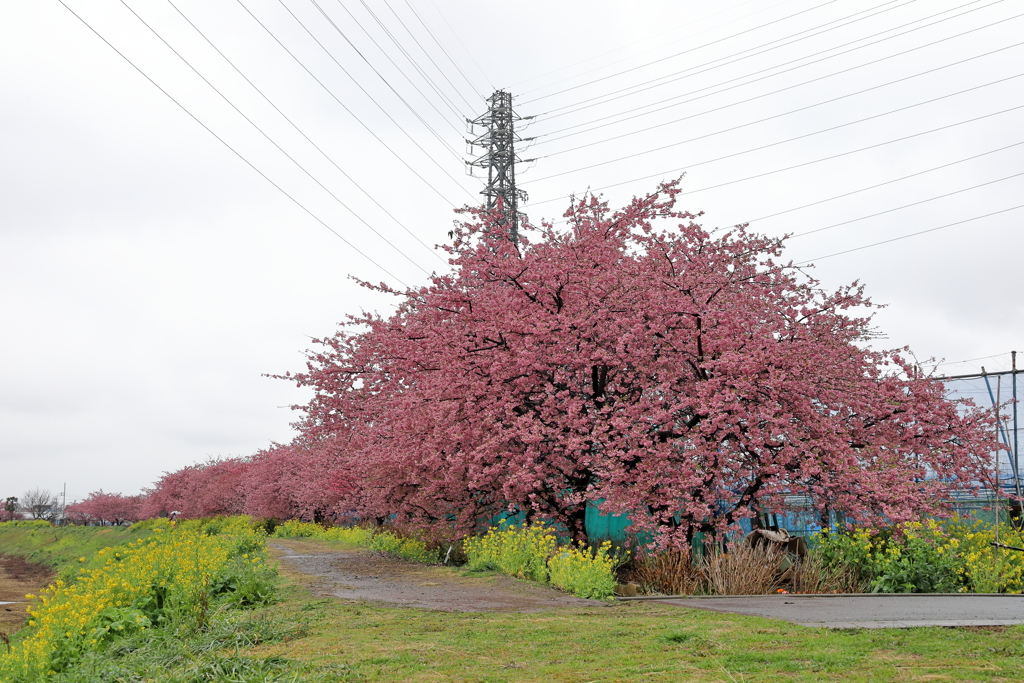 雨の桜並木