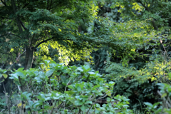 モミジとアジサイ