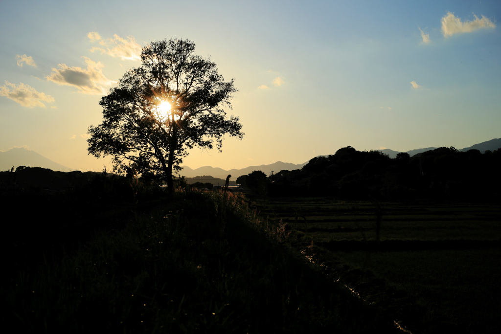 夕陽を浴びる一本木