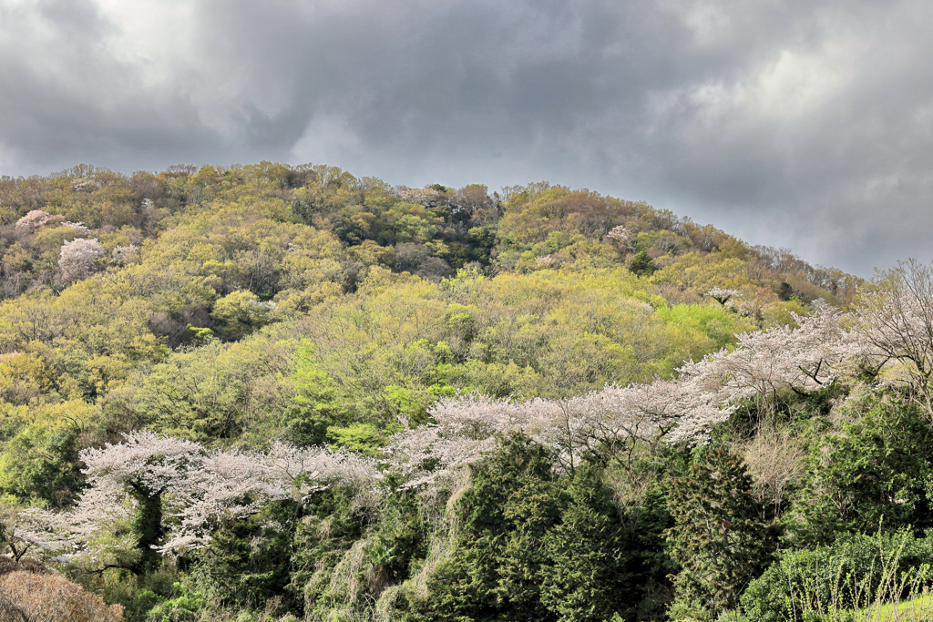 山桜