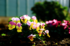 西日を浴びるビオラ