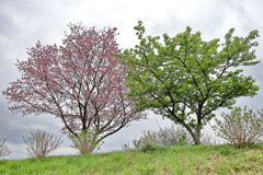 桜と葉桜