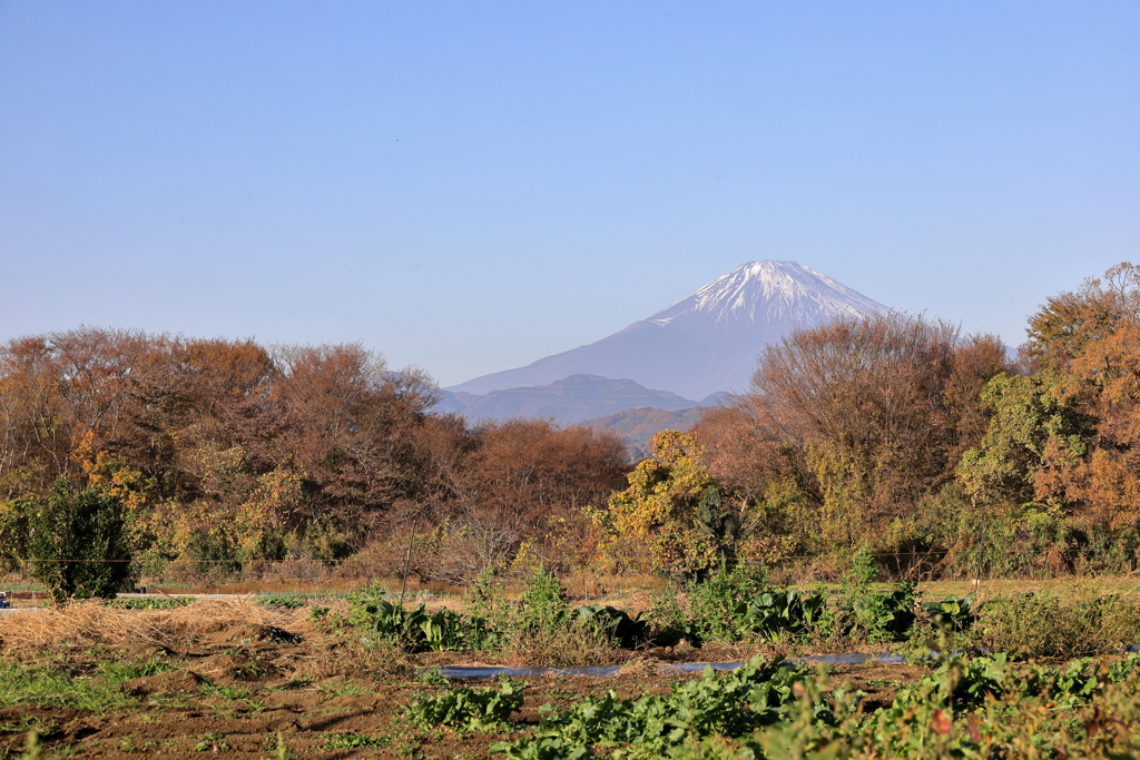 紅葉の先に富士山
