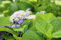 雨の紫陽花　ぴょこんと雨に打たれて
