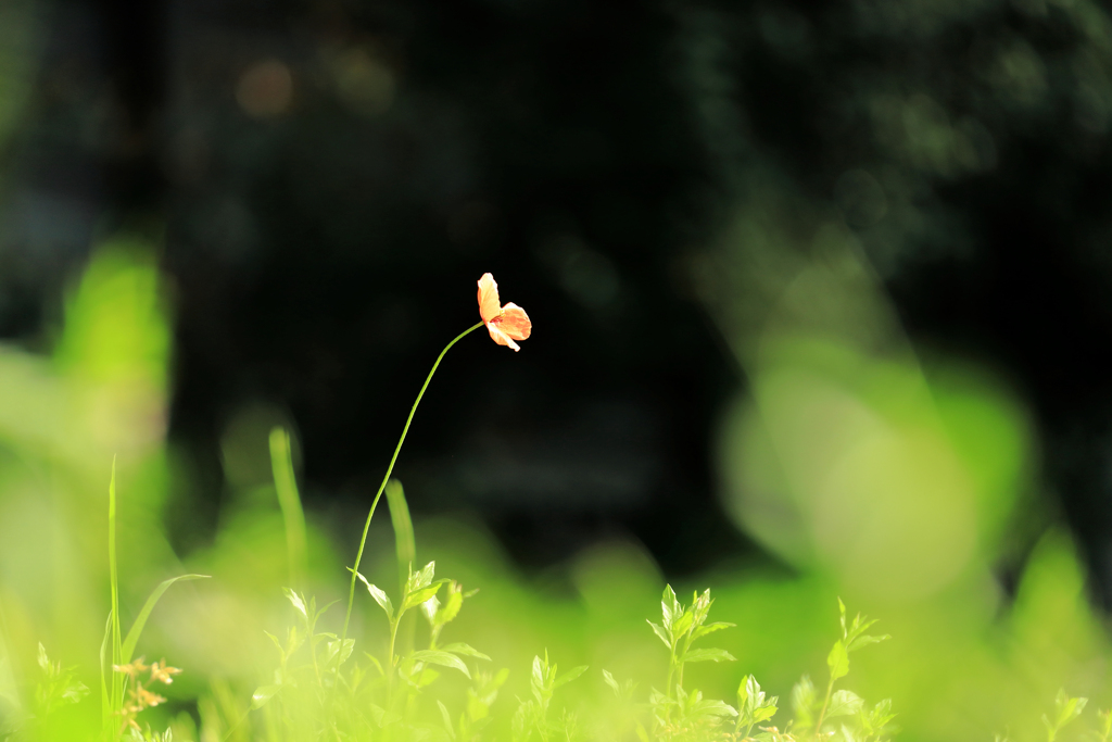 ナガミヒナゲシ