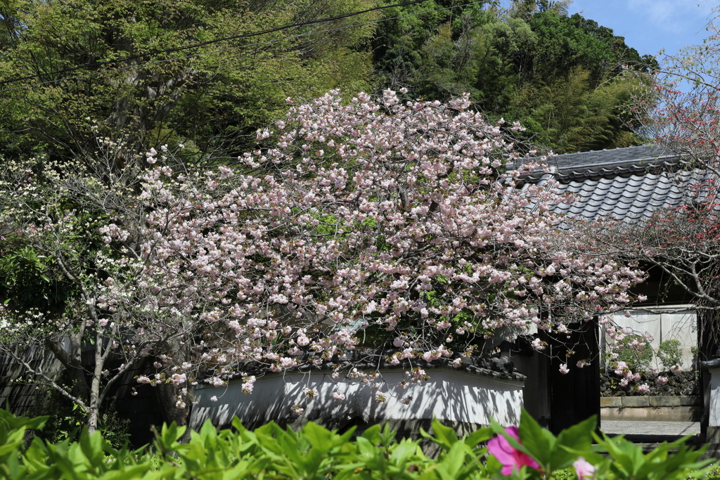 横須賀市不入斗町の慈眼寺（じげんじ）