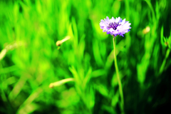 揺れ動くヤグルマギク