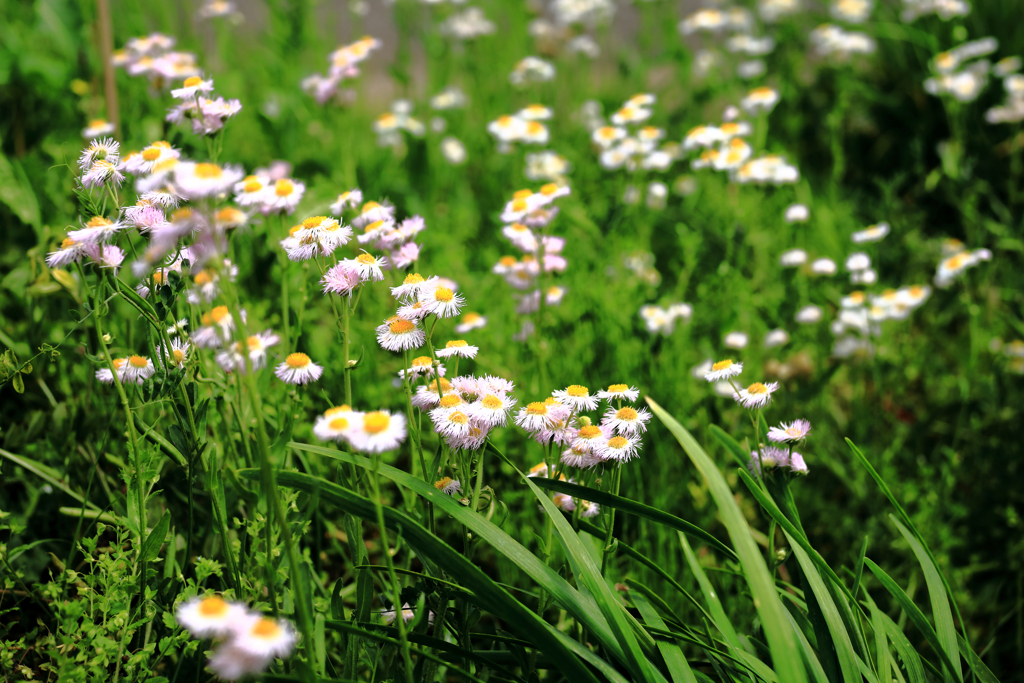 揺れるヒメシオン