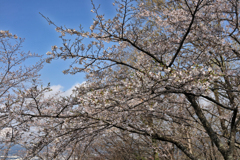 弘法山の春