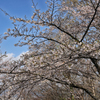 弘法山の春
