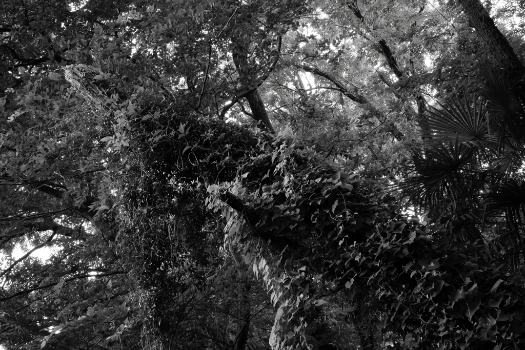 深い緑と浅い緑と