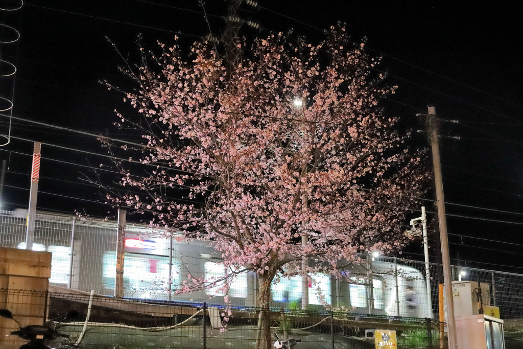 最寄り駅のサクラ