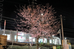 最寄り駅のサクラ