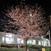 最寄り駅のサクラ