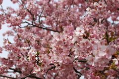 おおいゆめの里　河津桜の近影