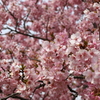おおいゆめの里　河津桜の近影