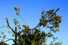 剪定した金柑の枝