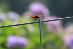 ショウジョウトンボ
