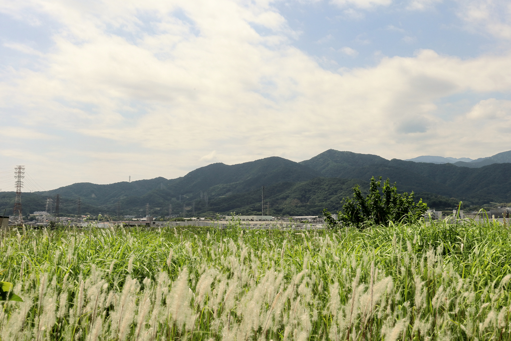 チガヤの穂と山々