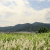 チガヤの穂と山々