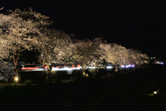 カルチャーパーク前の夜桜