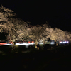 カルチャーパーク前の夜桜