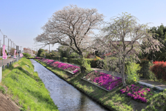 渋田川の芝桜
