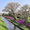 渋田川の芝桜