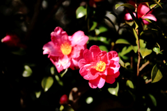 皺が綺麗な山茶花