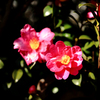 皺が綺麗な山茶花