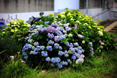 小出川沿いの紫陽花