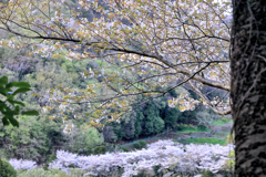 山桜越しに