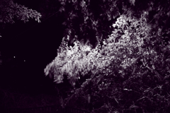 紫のモノトーン