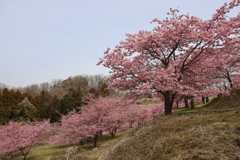 おおいゆめの里　河津桜　東側