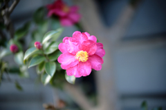 山茶花