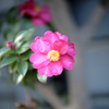 山茶花