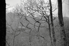 くねくねした枯れ木