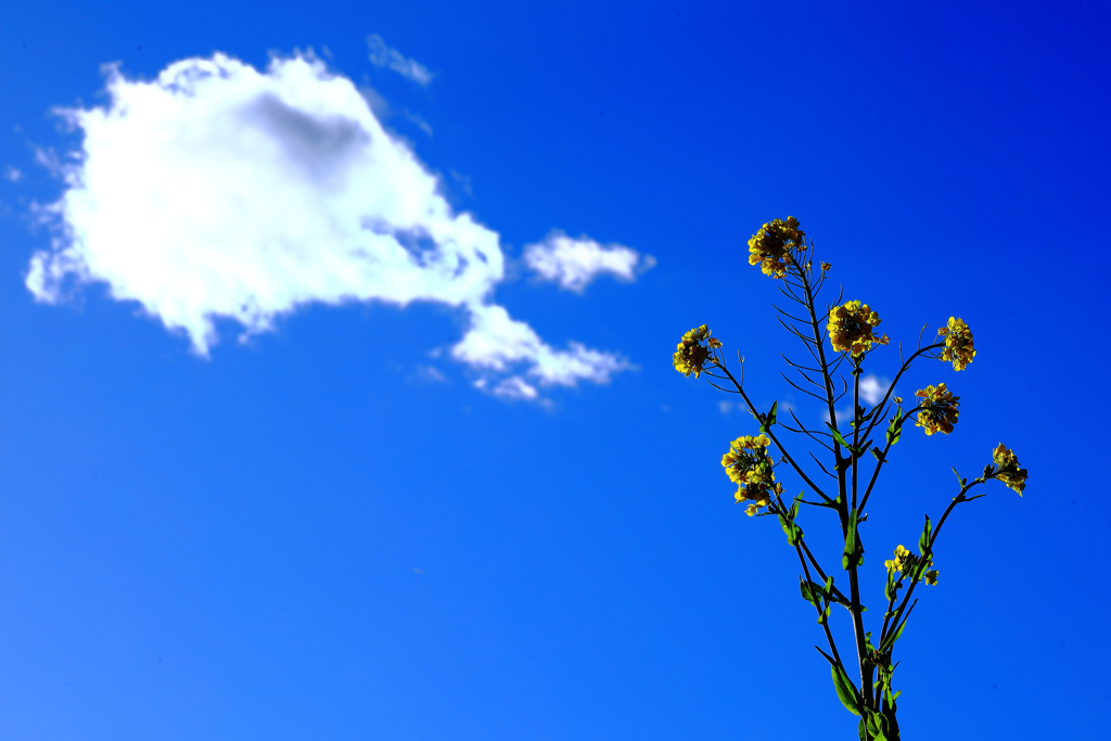 雲と菜の花