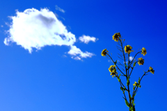 雲と菜の花