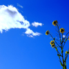 雲と菜の花