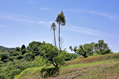 丘の上の１本樹