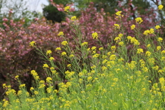 道ばたの菜の花と八重桜