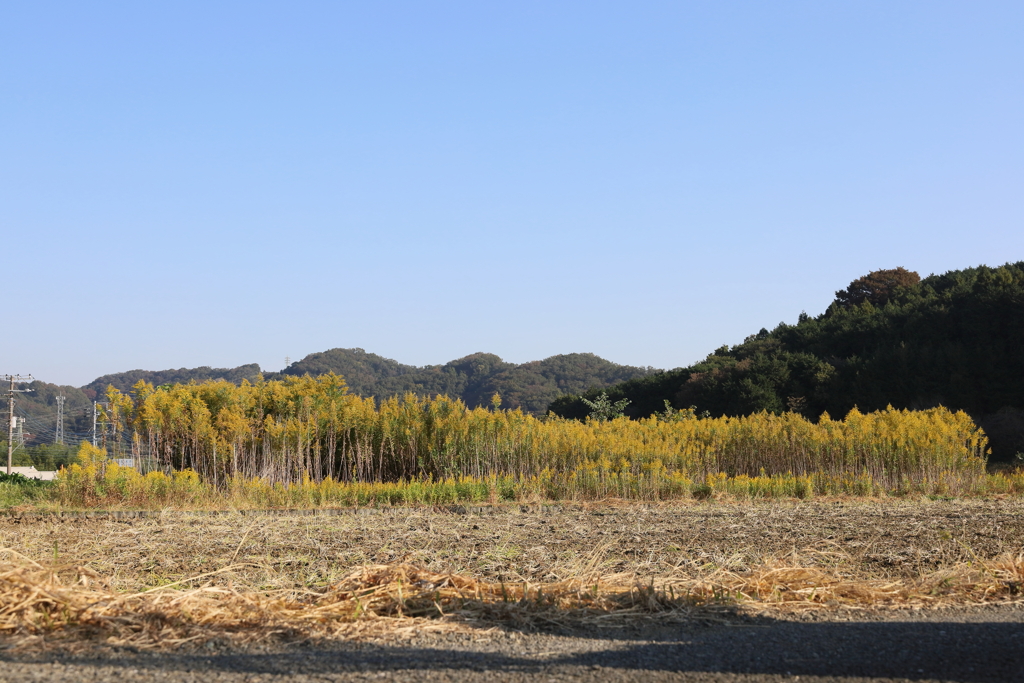 群衆するセイタカアワダチソウ