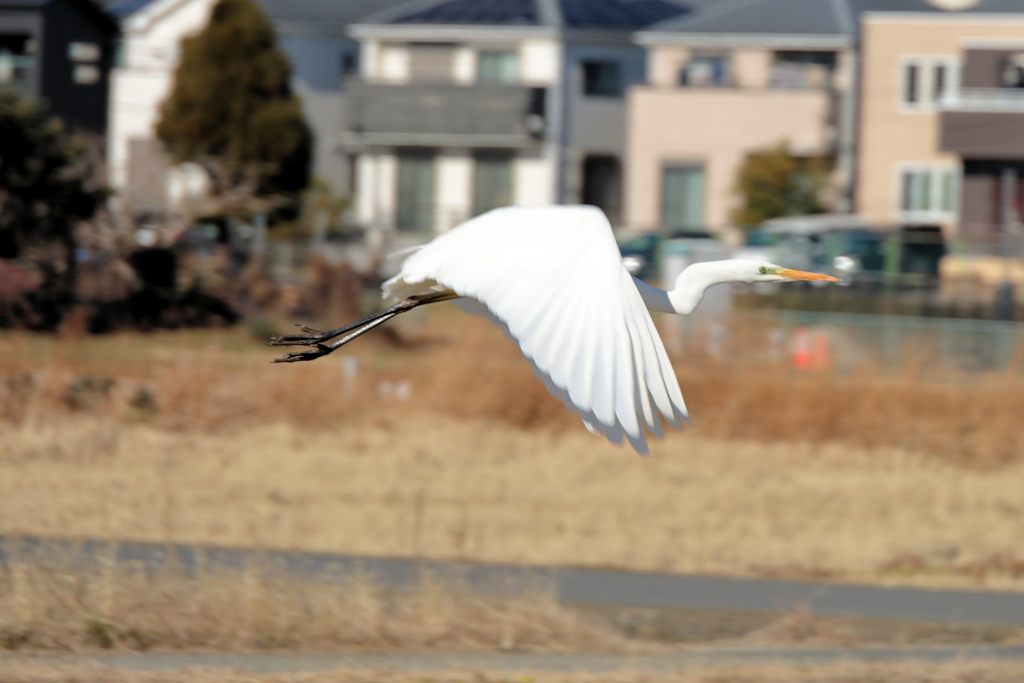 飛び立つサギ